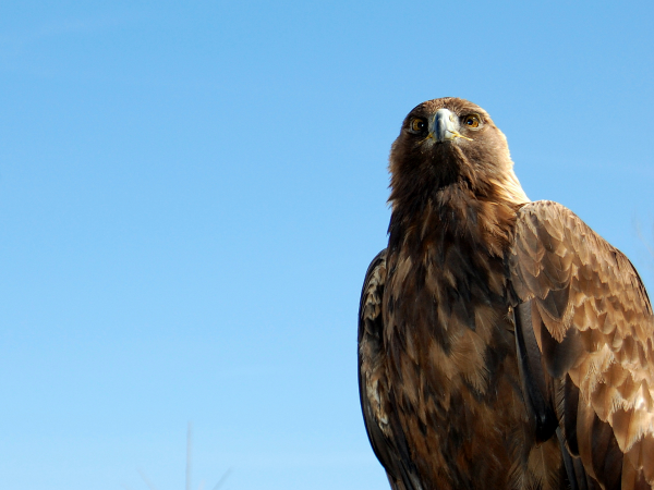 aguila-real