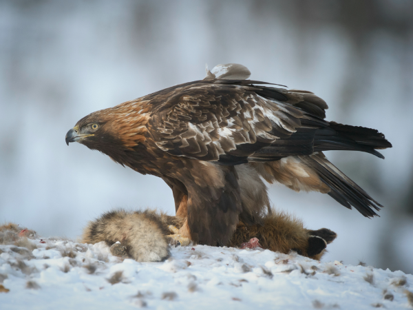 aguila-real