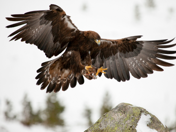 aguila-real