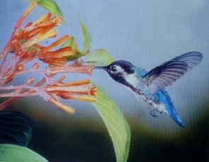 colibri