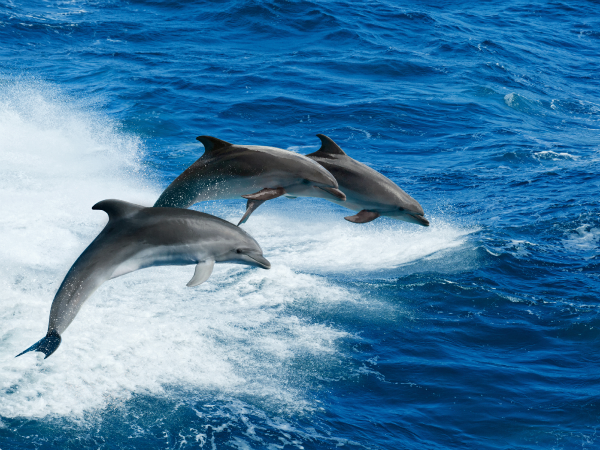 delfines-saltando