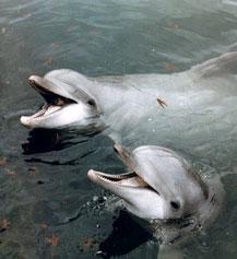 delfines