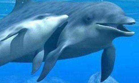 delfines