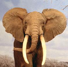 elefante