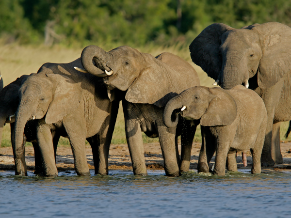 manada-elefante-africano