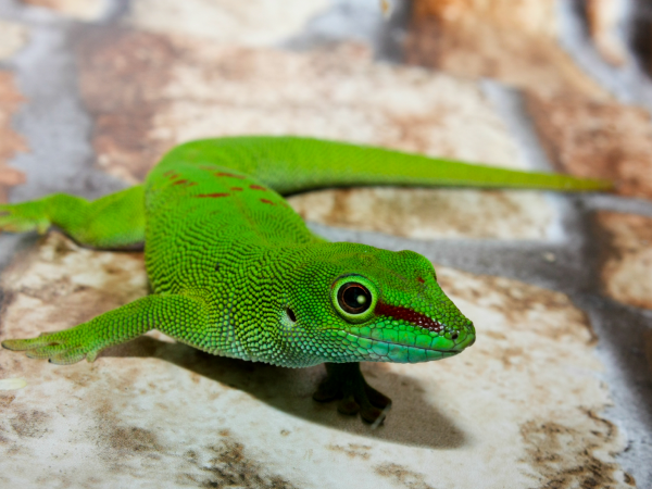 El Lagarto Verde