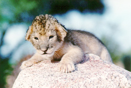 cachorro león