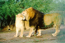 Leones