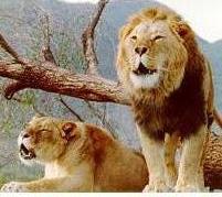 Leones