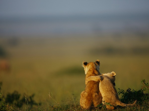 Leones-jugando