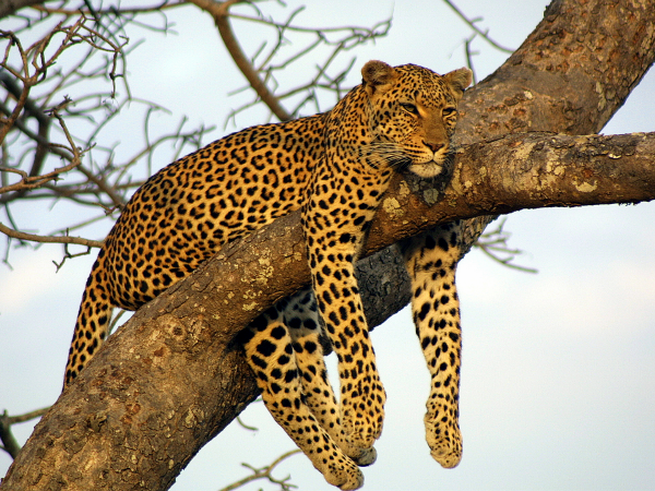 leopardo-arbol