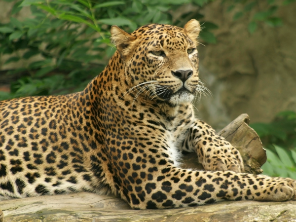 El leopardo