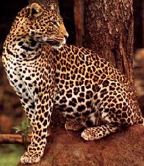 LEOPARDO