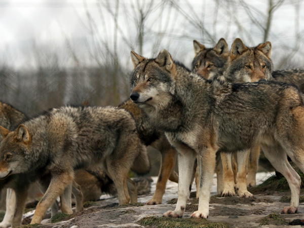 Mareo compromiso granero Animales, Lobo