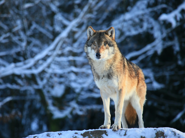 El Lobo