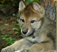 lobo cachorro