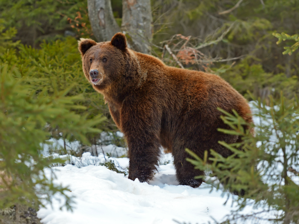 El oso