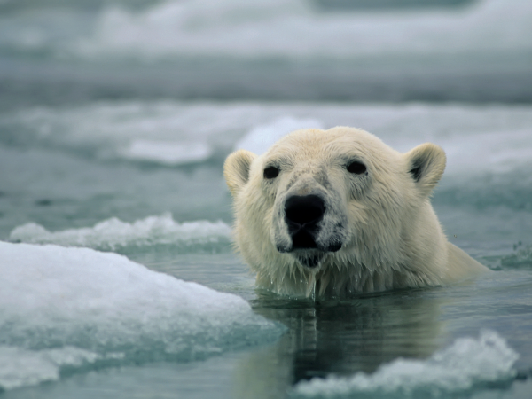 oso-polar-agua