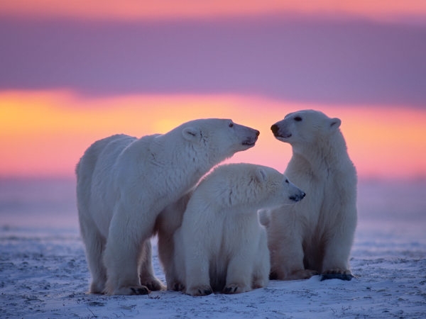 El Oso Polar