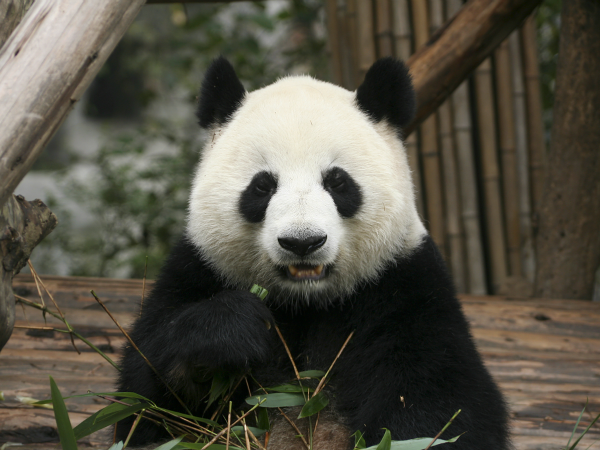 El Oso Panda