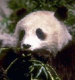 oso panda