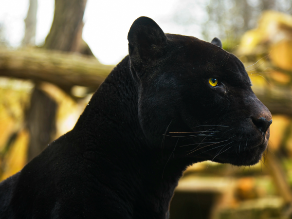 Conflicto fecha Fobia Animales, Leopardo