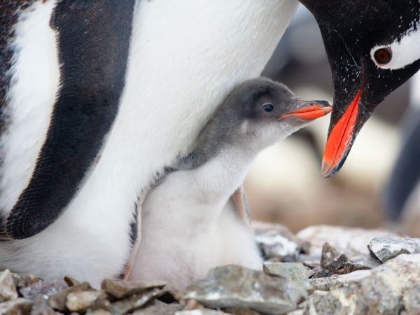 pinguino