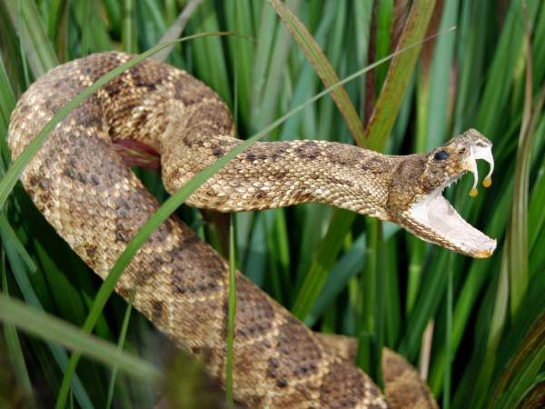 Serpiente-cascabel