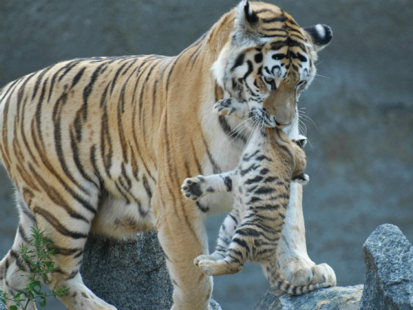 tigre-cachorro