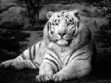 tigre