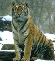 tigre