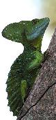 Lagarto verde