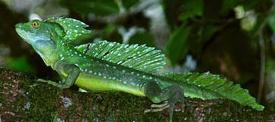 Lagarto