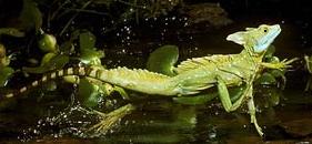 Lagartos